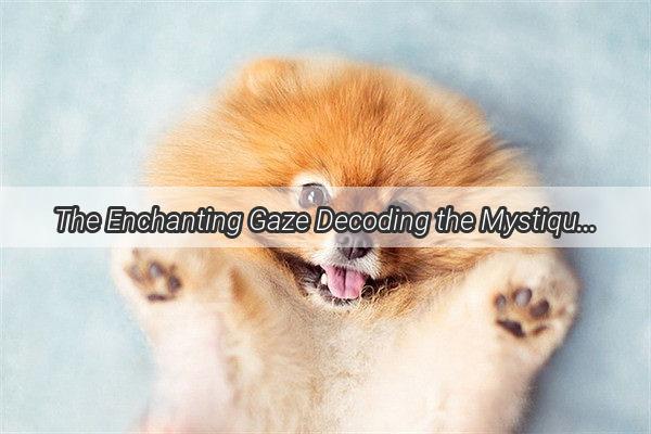 The Enchanting Gaze Decoding the Mystique of a Dogs Eyes